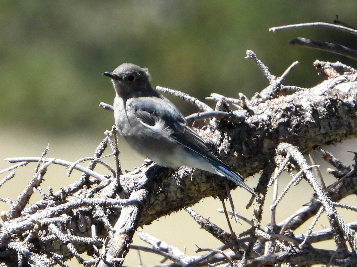 Mountain Bluebird - ML623965101