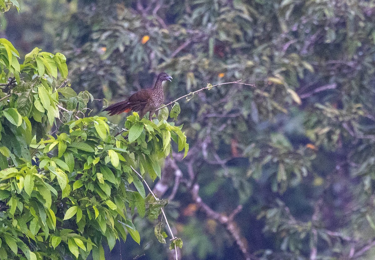 Speckled Chachalaca - ML623965103