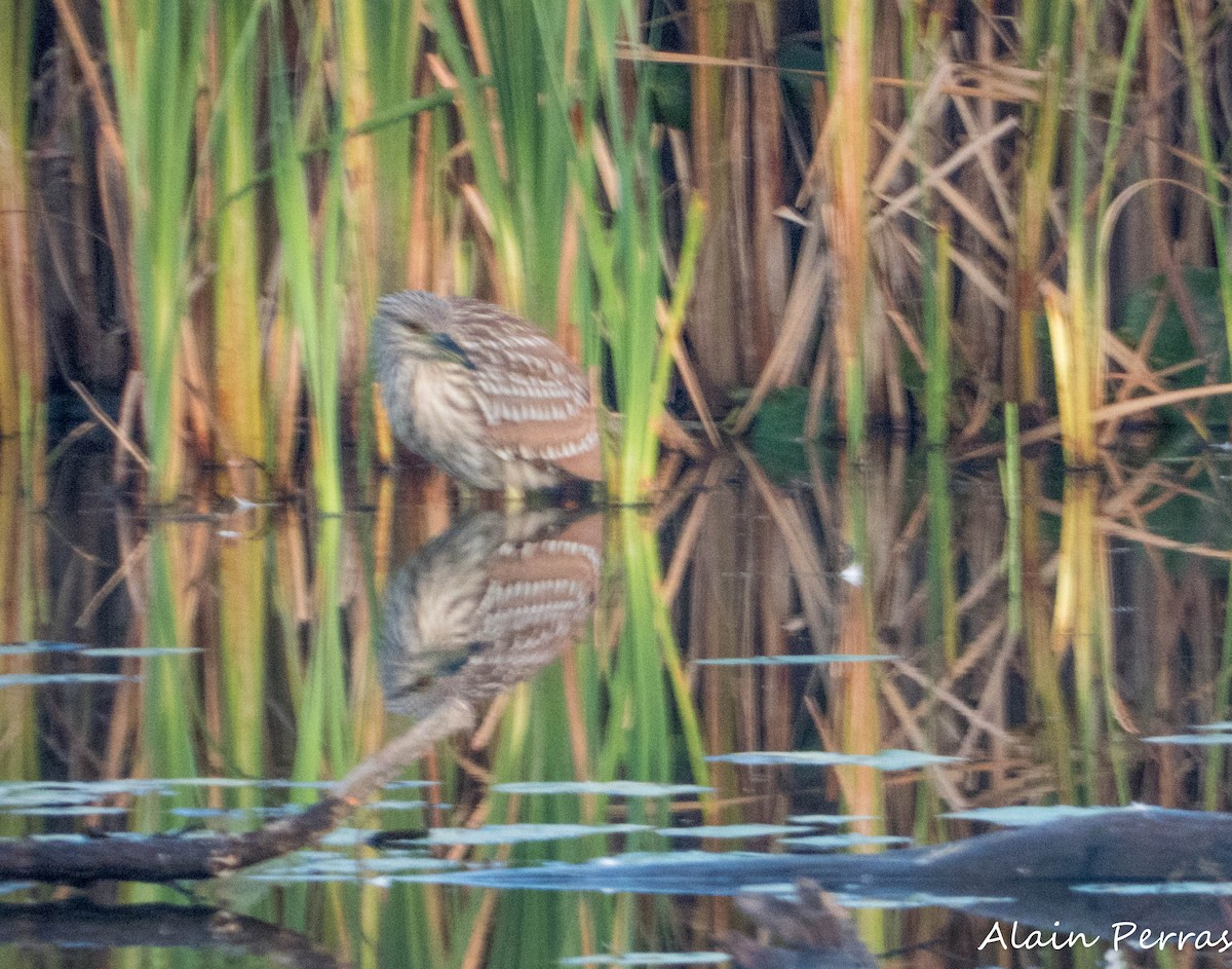 Black-crowned Night Heron - ML623965117