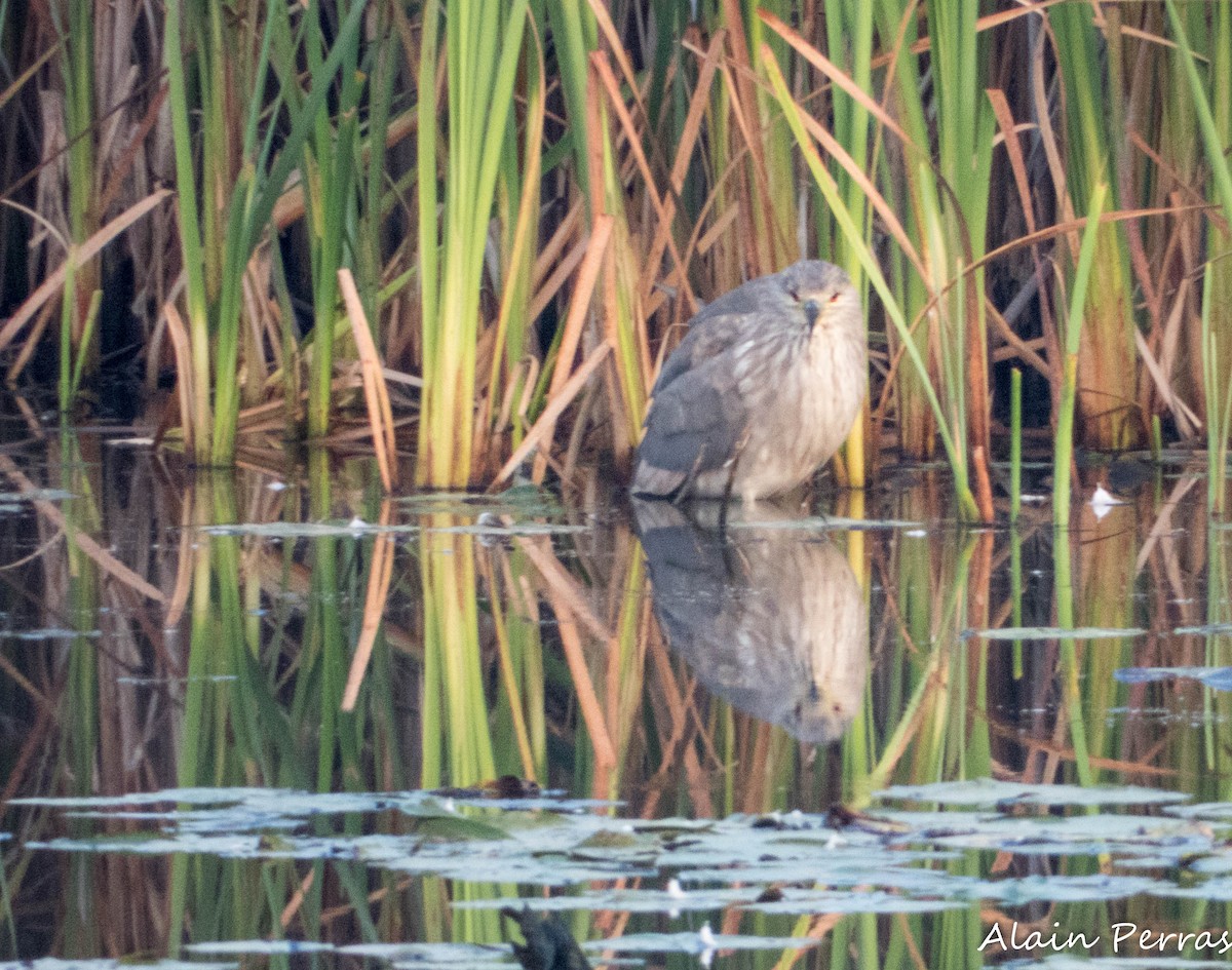 Black-crowned Night Heron - ML623965119