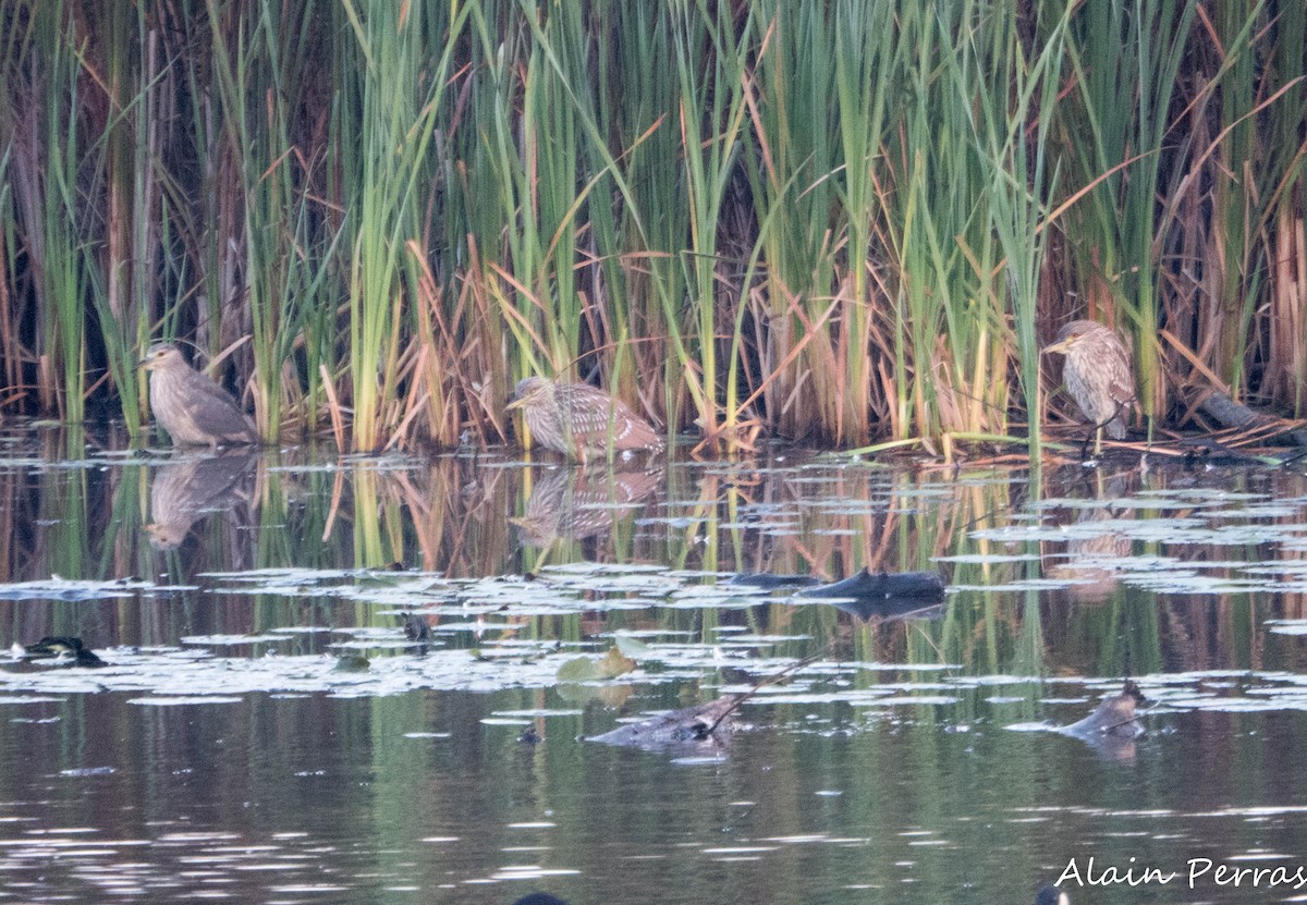 Black-crowned Night Heron - ML623965120