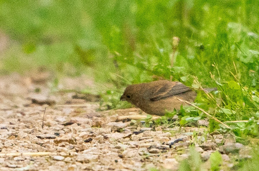 Indigo Bunting - ML623965132