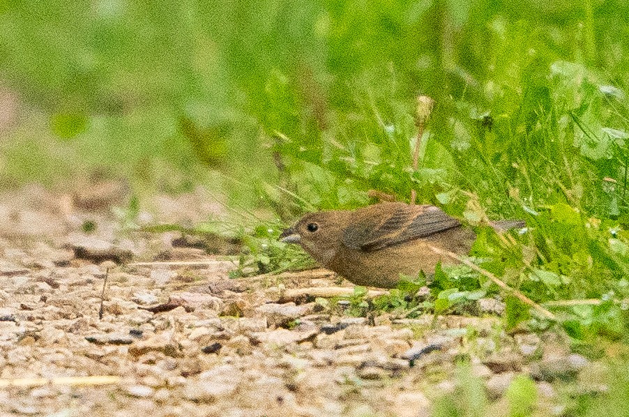 Indigo Bunting - ML623965133