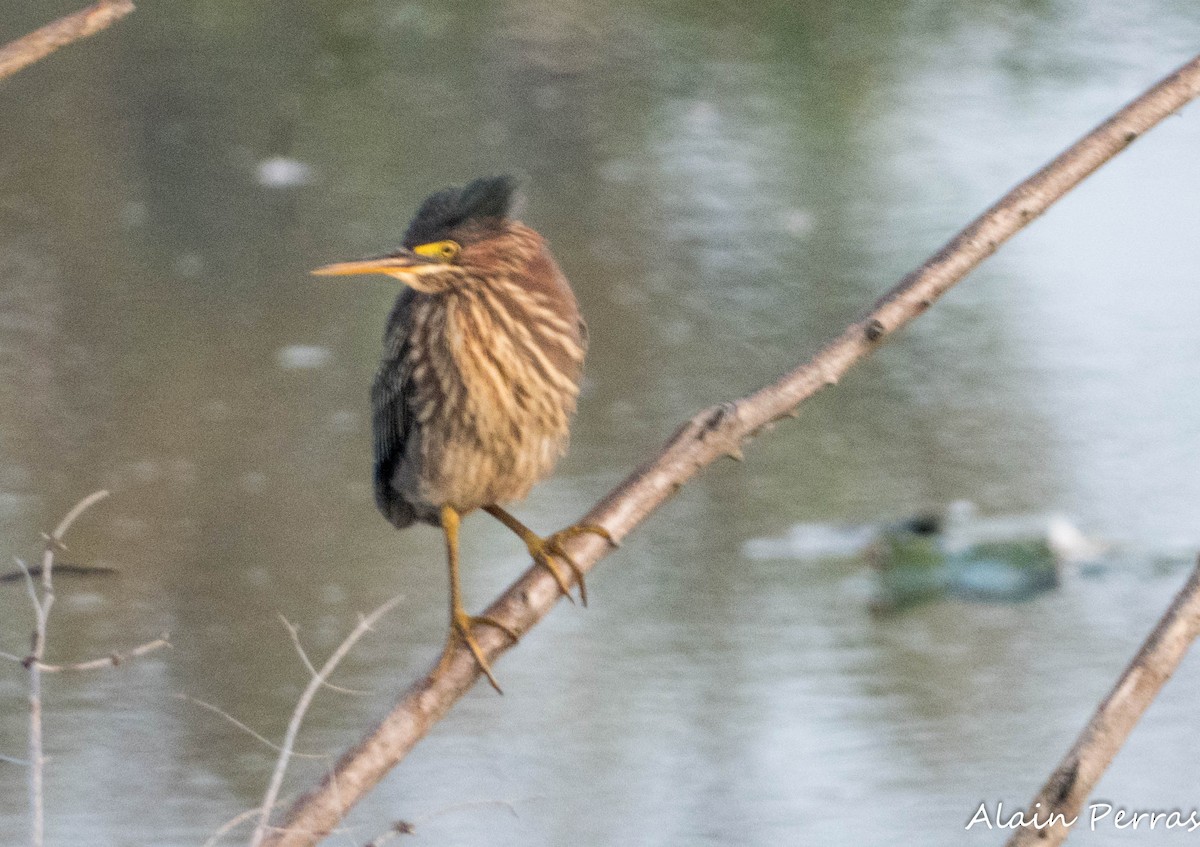 Green Heron - ML623965135