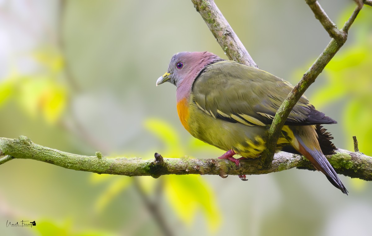 holub papouščí - ML623965151