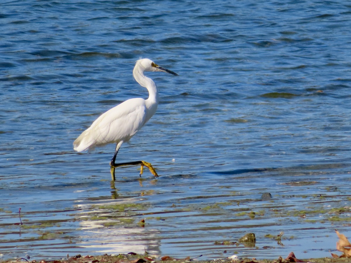 Snowy Egret - ML623965154