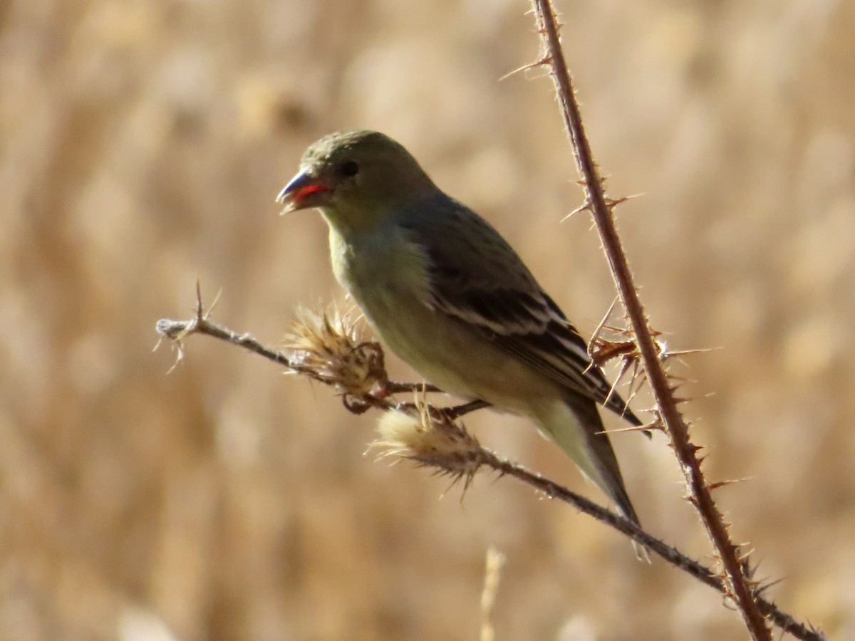 Lesser Goldfinch - ML623965172