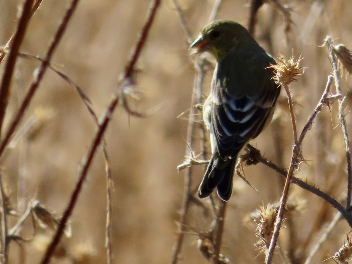 Lesser Goldfinch - ML623965173