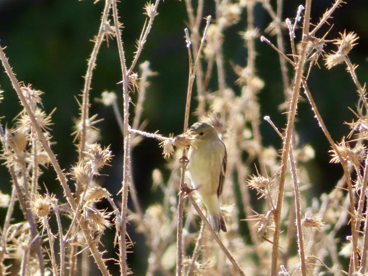 Lesser Goldfinch - ML623965174