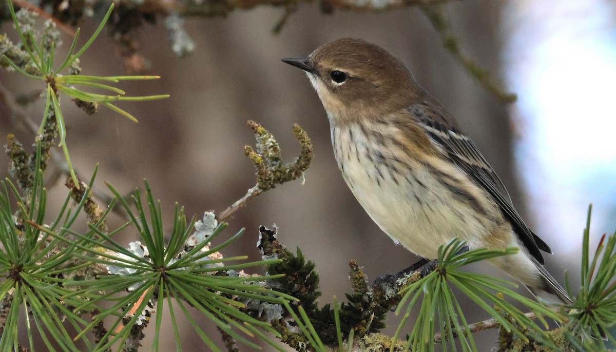 Yellow-rumped Warbler - ML623965179