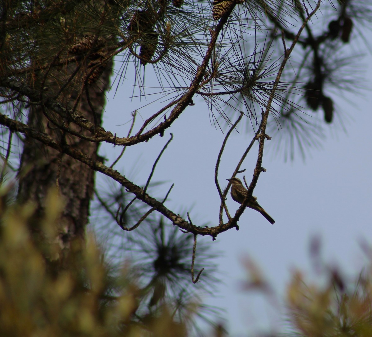 Variegated Flycatcher - ML623965182