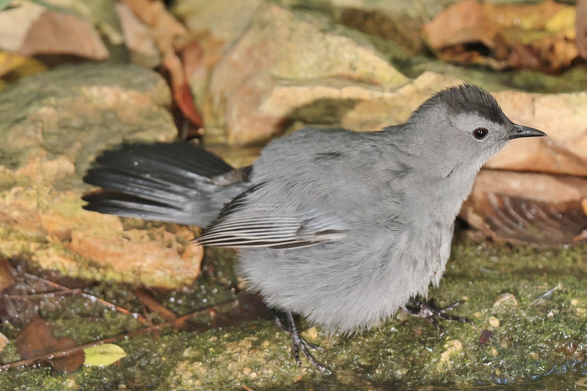 Gray Catbird - ML623965183