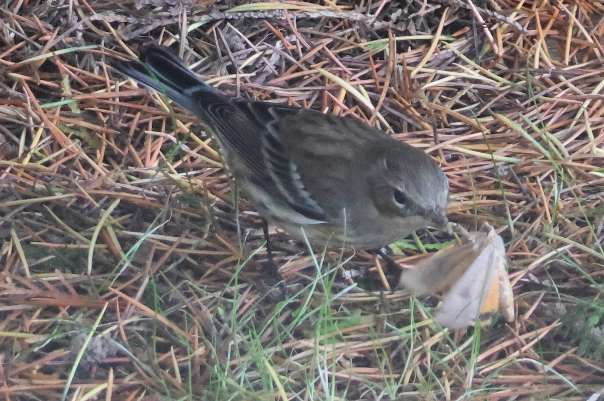 Yellow-rumped Warbler - ML623965201