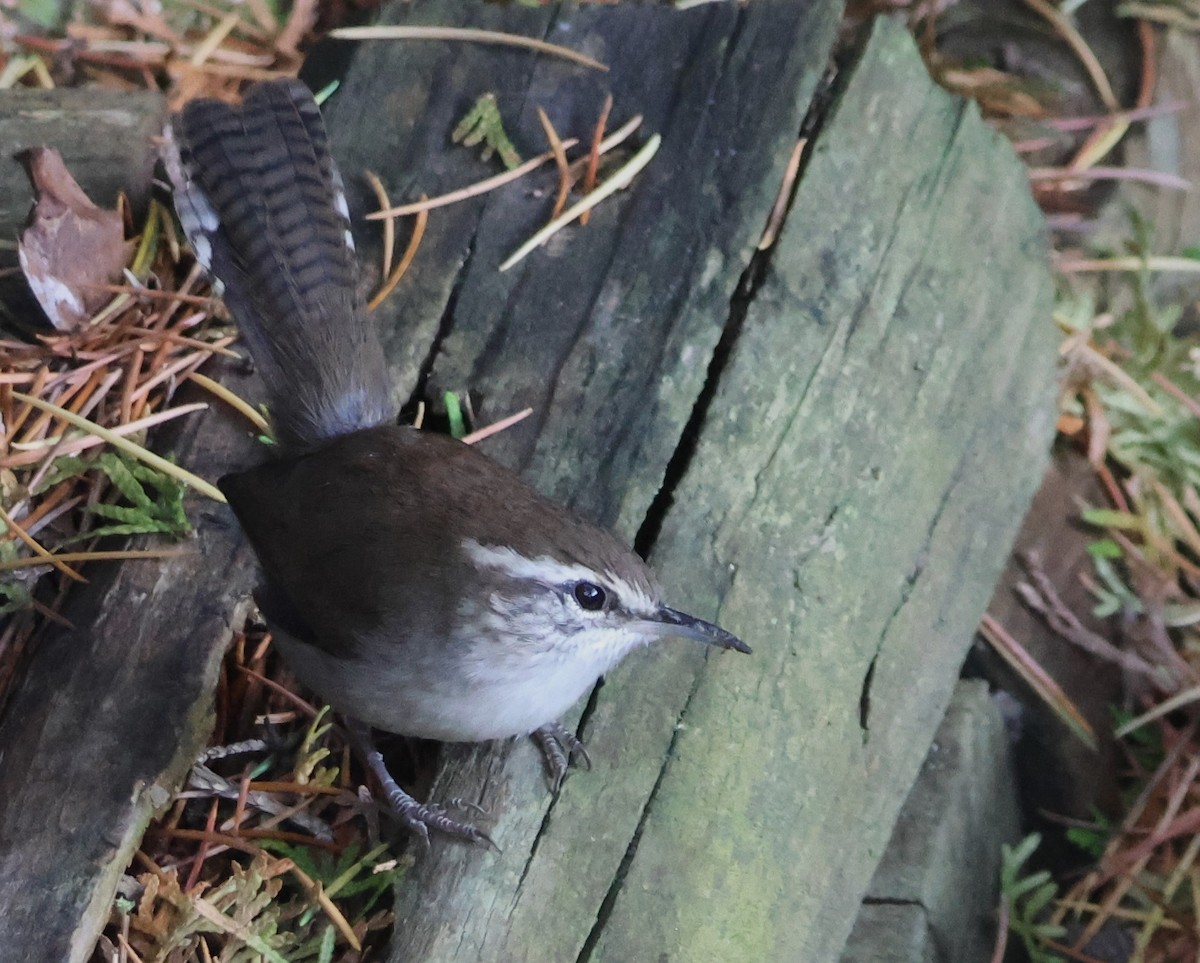 Bewick's Wren - ML623965209