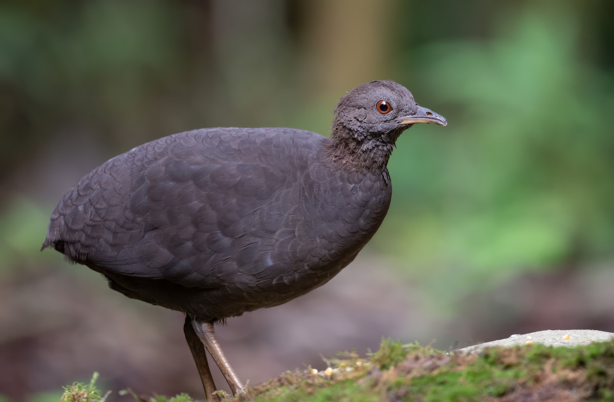 Cinereous Tinamou - John Sterling