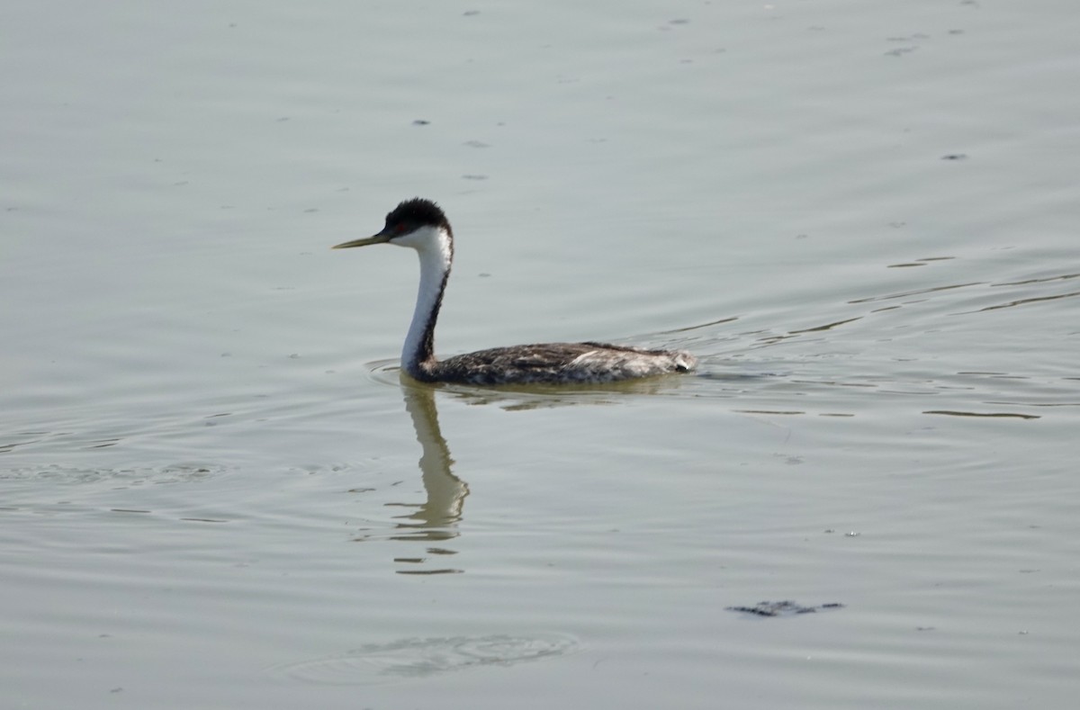 Western Grebe - ML623965222