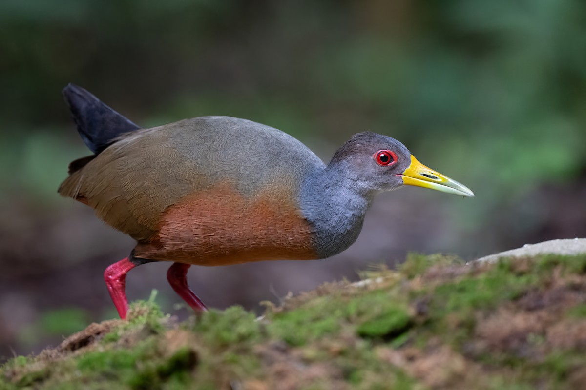 Gray-cowled Wood-Rail - ML623965237