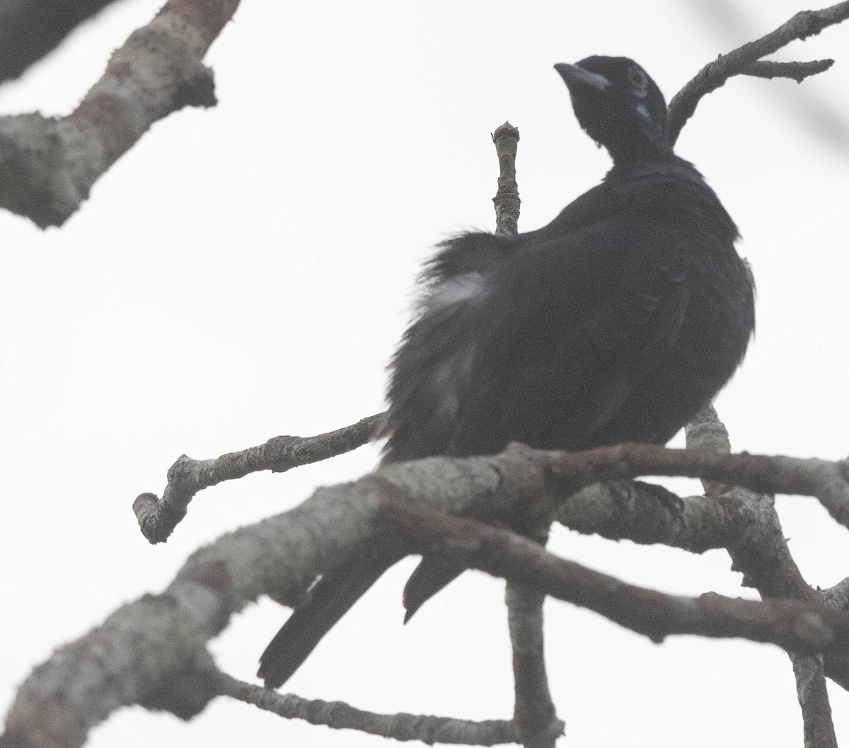 Bare-necked Fruitcrow - ML623965251