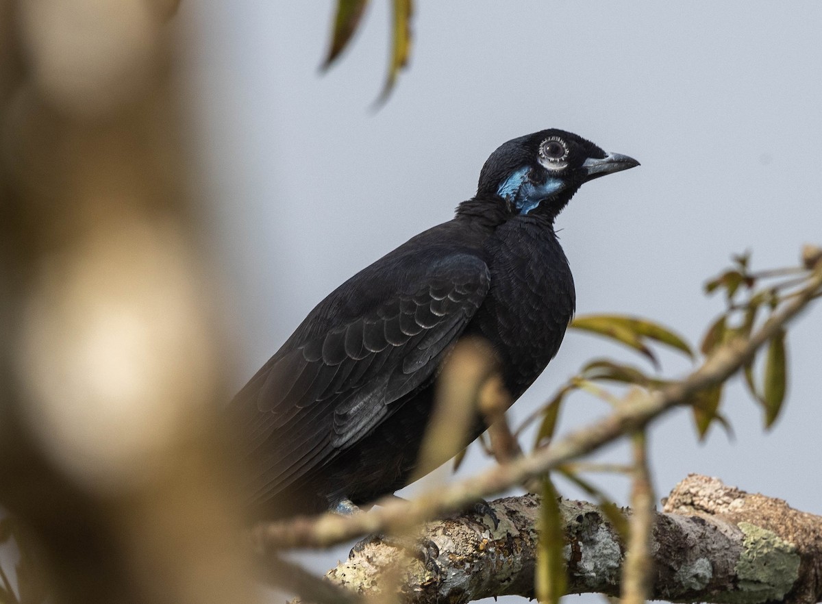 Bare-necked Fruitcrow - ML623965252