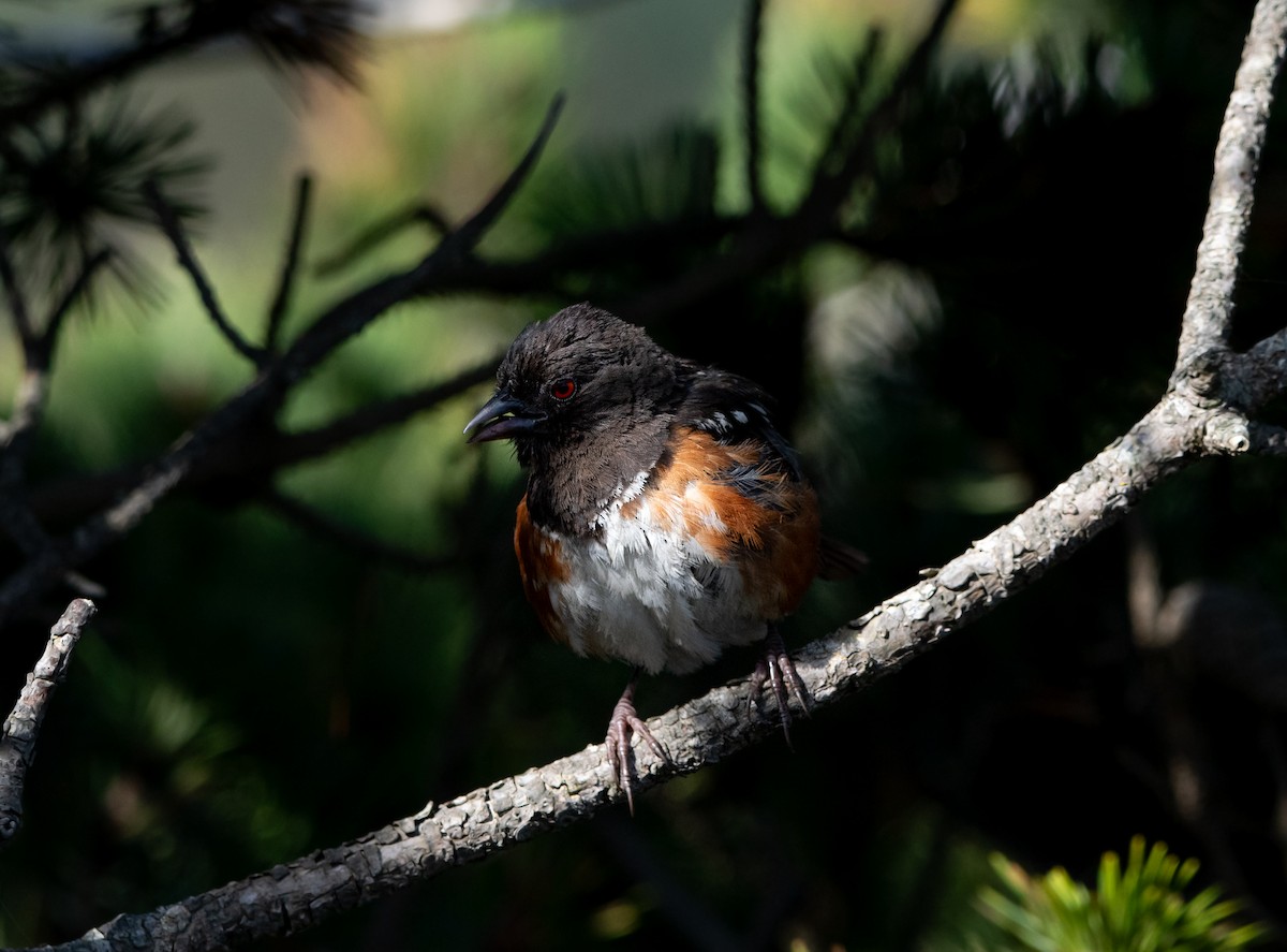 Spotted Towhee - ML623965253