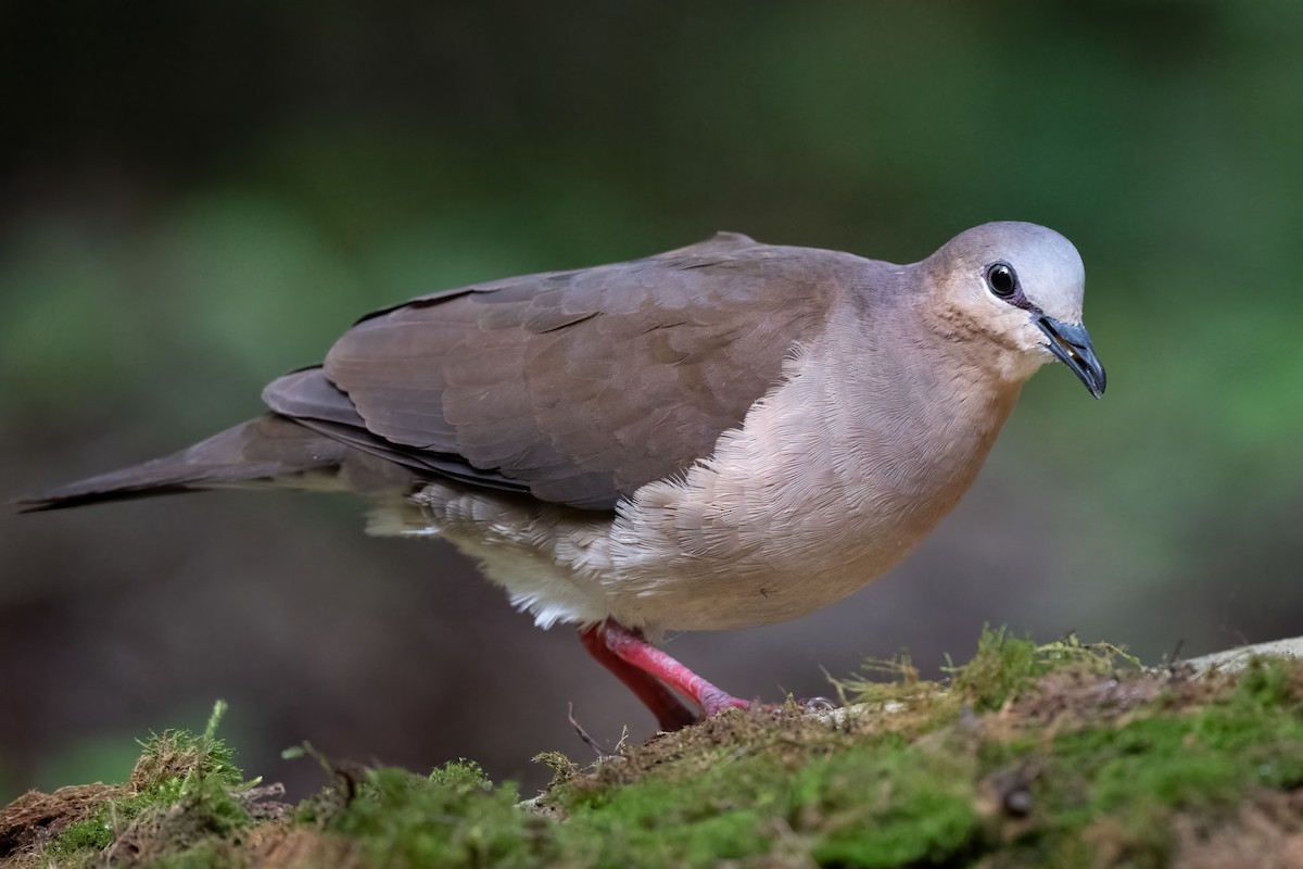 Gray-fronted Dove - ML623965255