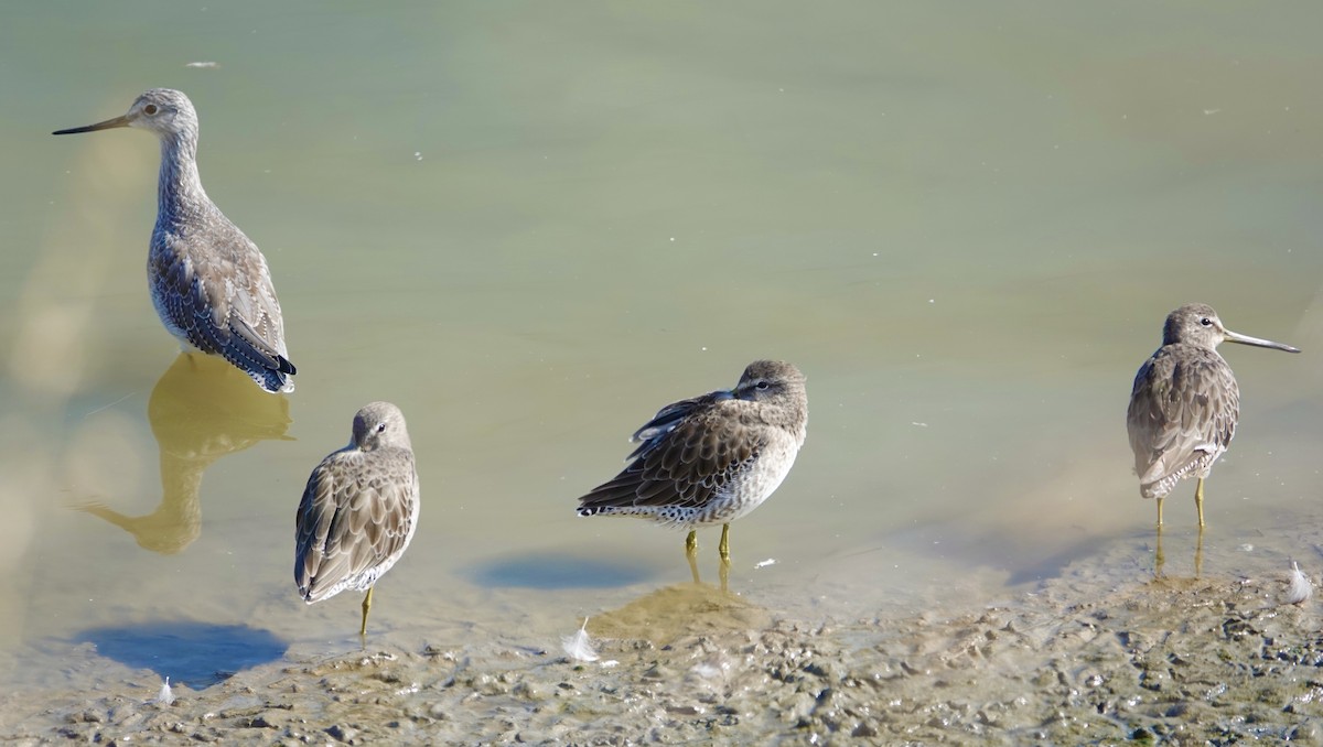 Greater Yellowlegs - ML623965257