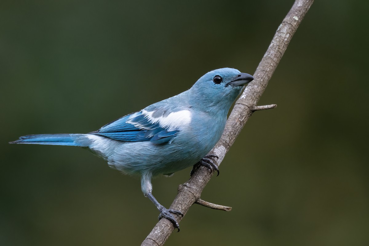 Blue-gray Tanager (White-edged) - ML623965268