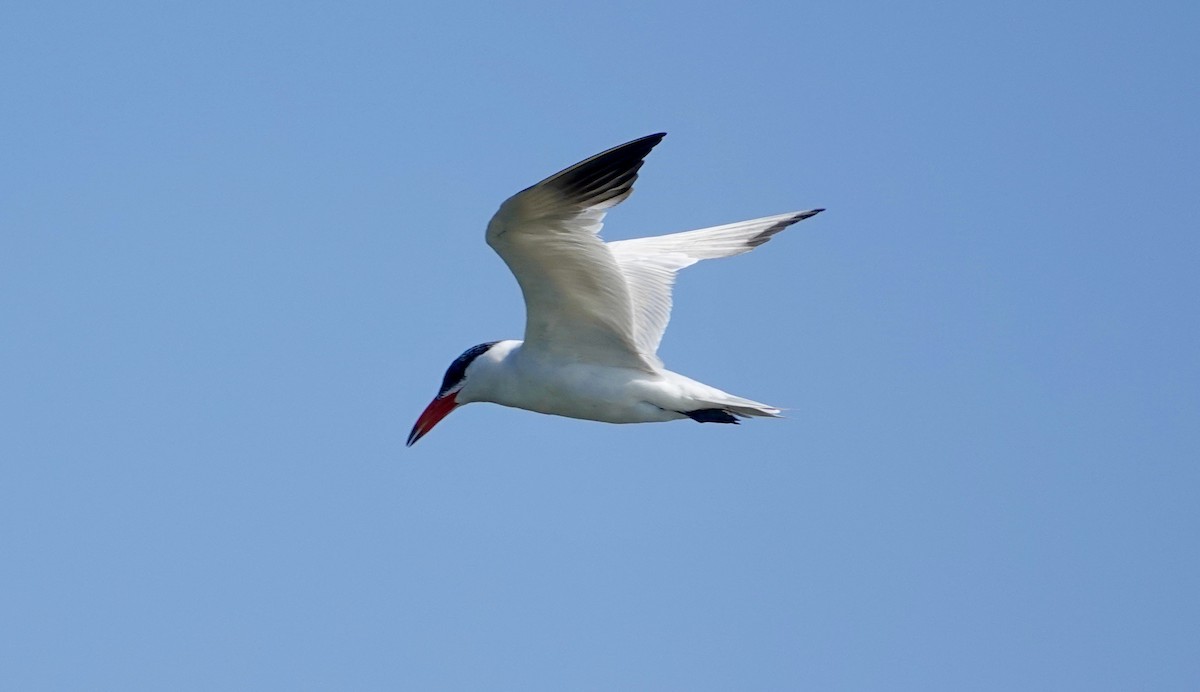 Caspian Tern - ML623965280