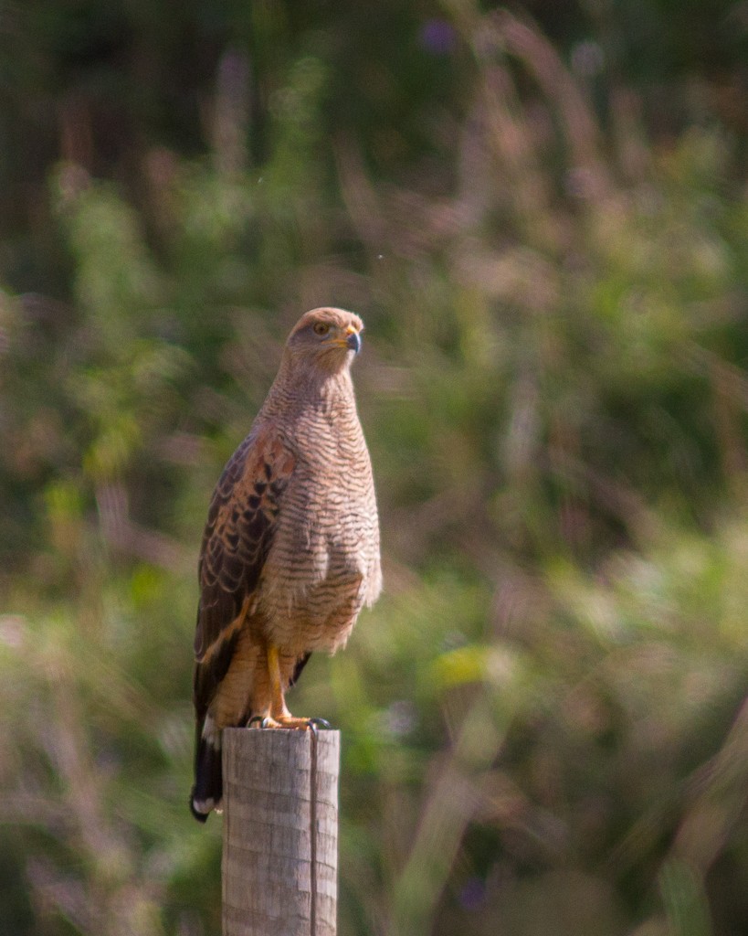 Savanna Hawk - Daniel Esser