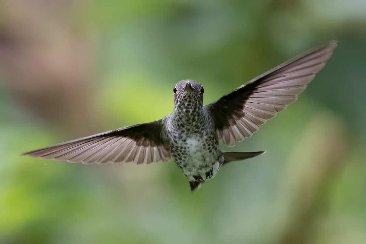 Many-spotted Hummingbird - ML623965283