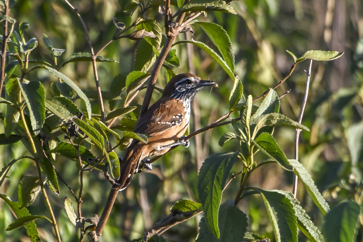 Rusty-backed Antwren - ML623965288