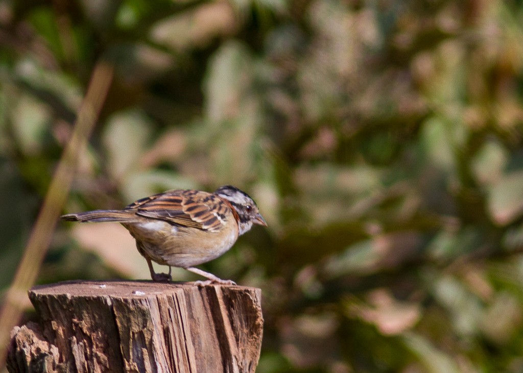 Rufous-collared Sparrow - ML623965292