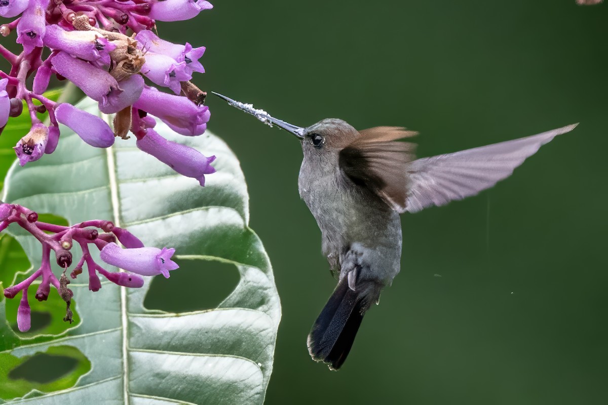 Blue-fronted Lancebill - ML623965293