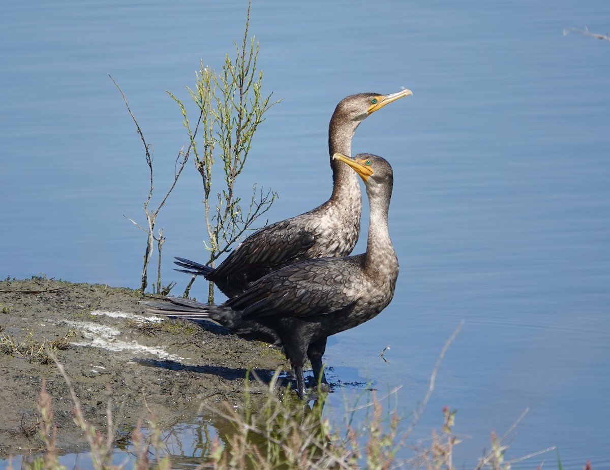 Double-crested Cormorant - ML623965294