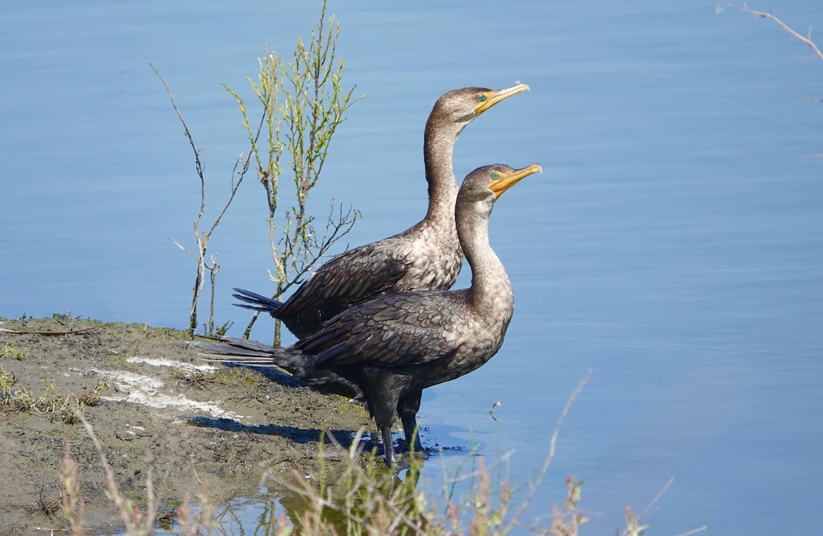 Double-crested Cormorant - ML623965297