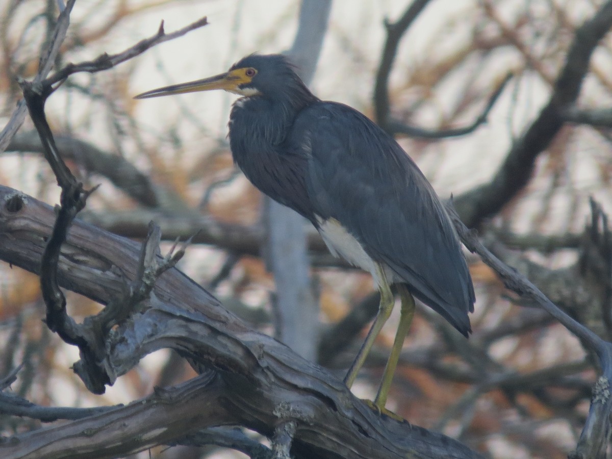 Tricolored Heron - ML623965299