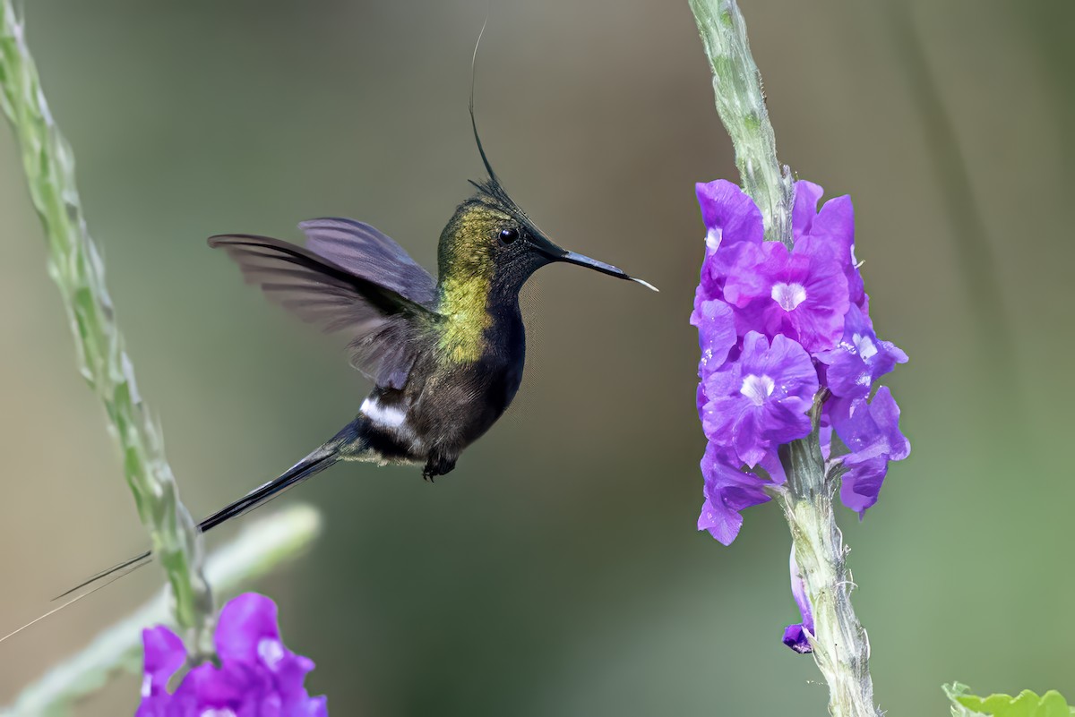 Wire-crested Thorntail - ML623965302