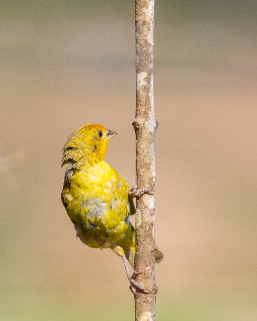 Saffron Finch - Daniel Esser