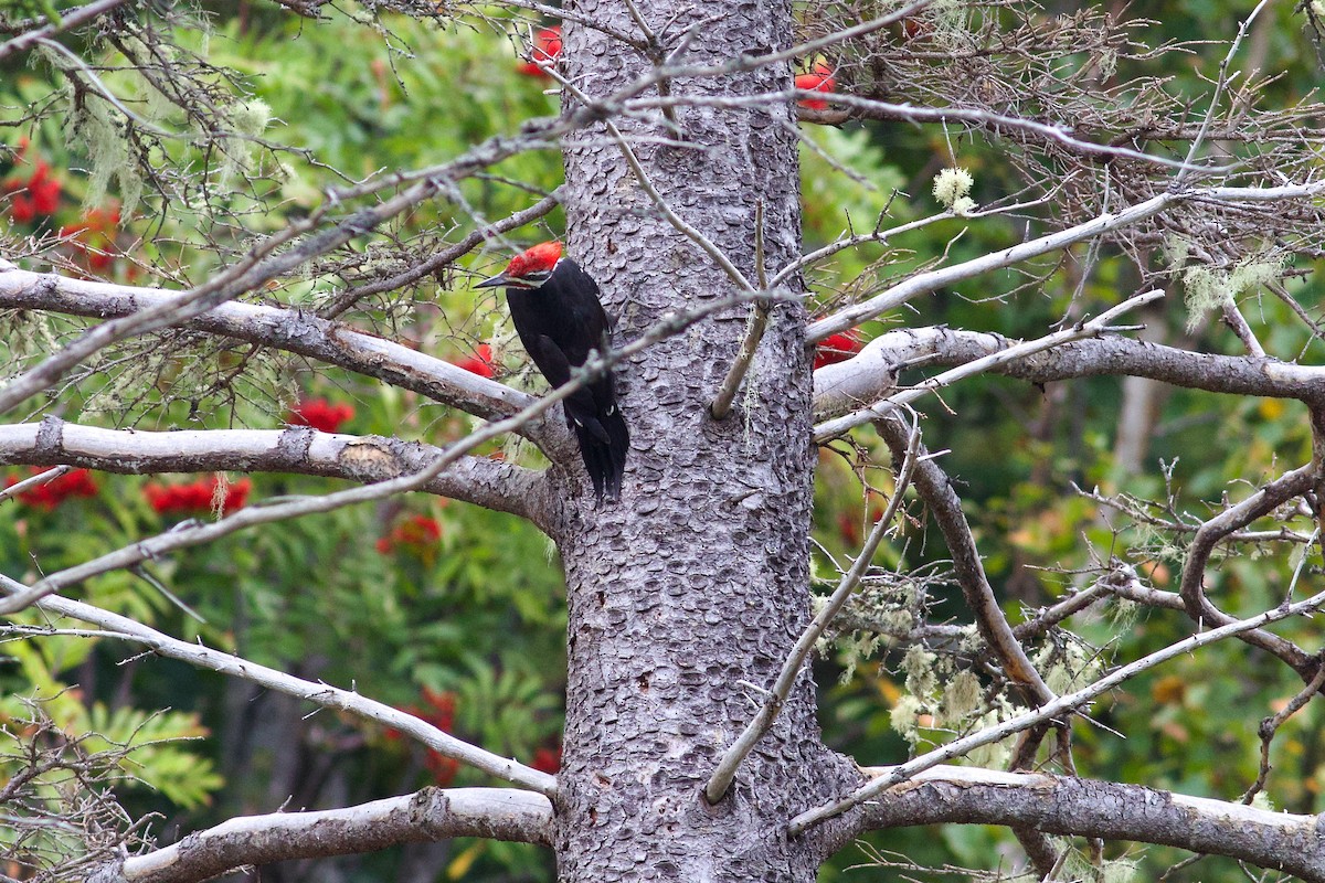 Pileated Woodpecker - ML623965318