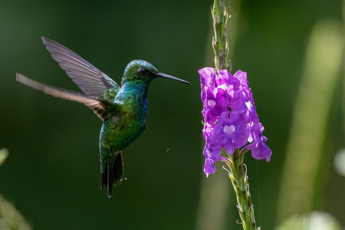 Blue-tailed Emerald - ML623965319