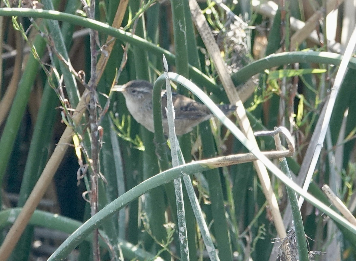 Marsh Wren - ML623965323