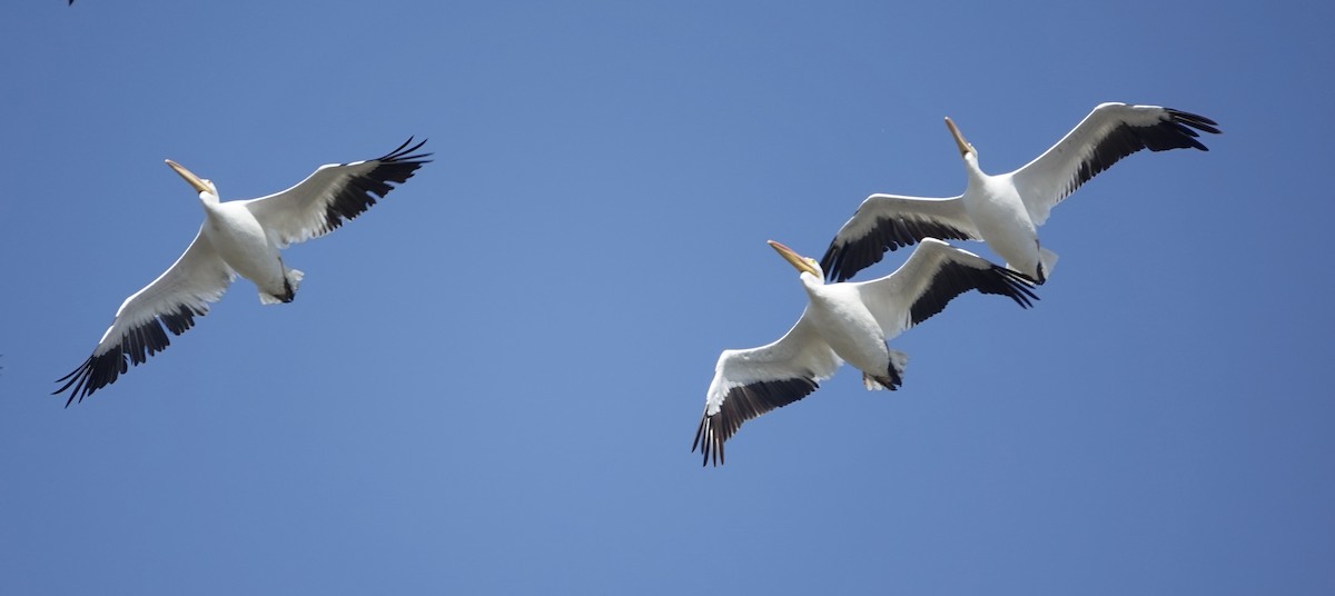 American White Pelican - ML623965345