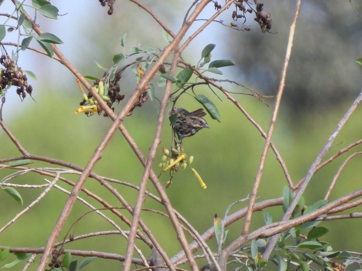 Song Sparrow - ML623965346