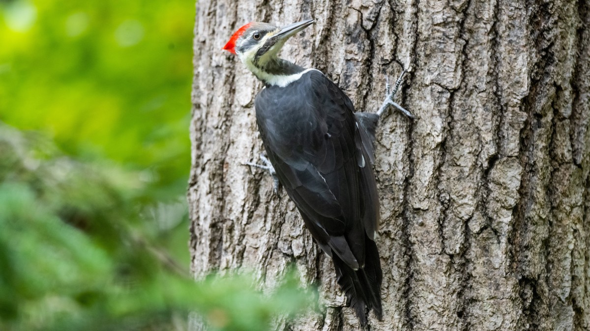 Pileated Woodpecker - ML623965354