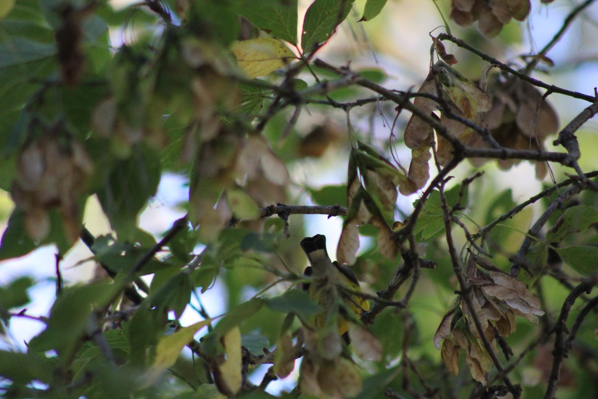 Magnolia Warbler - ML623965357