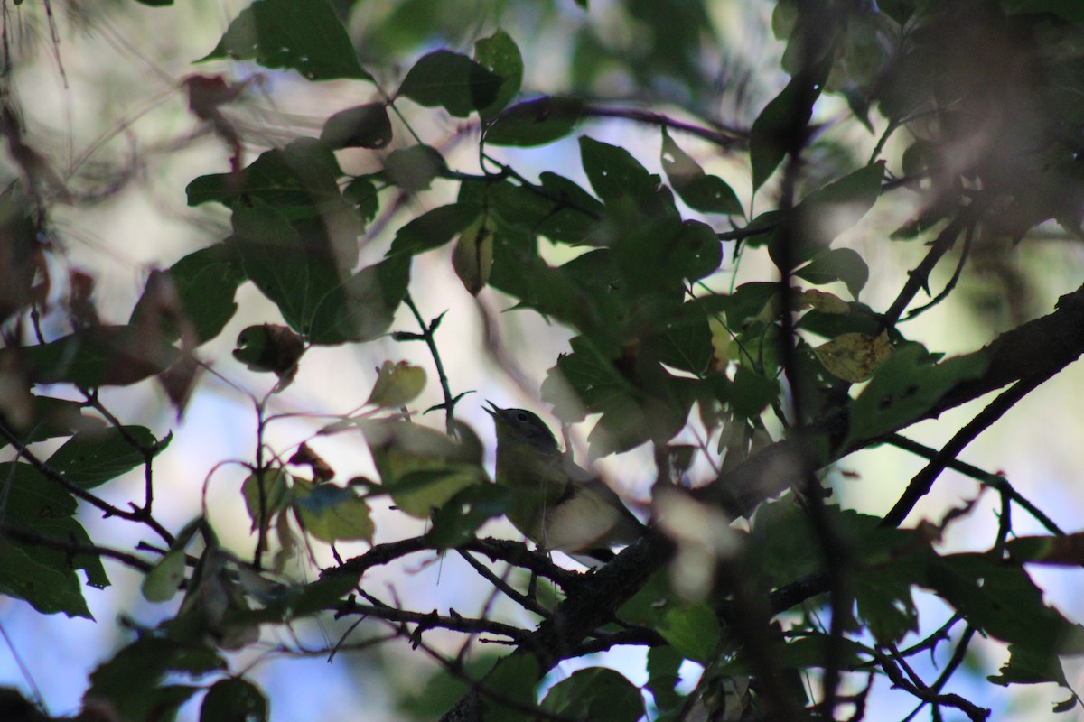 Magnolia Warbler - ML623965358