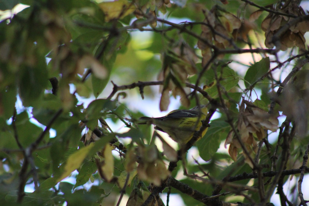 Magnolia Warbler - ML623965359