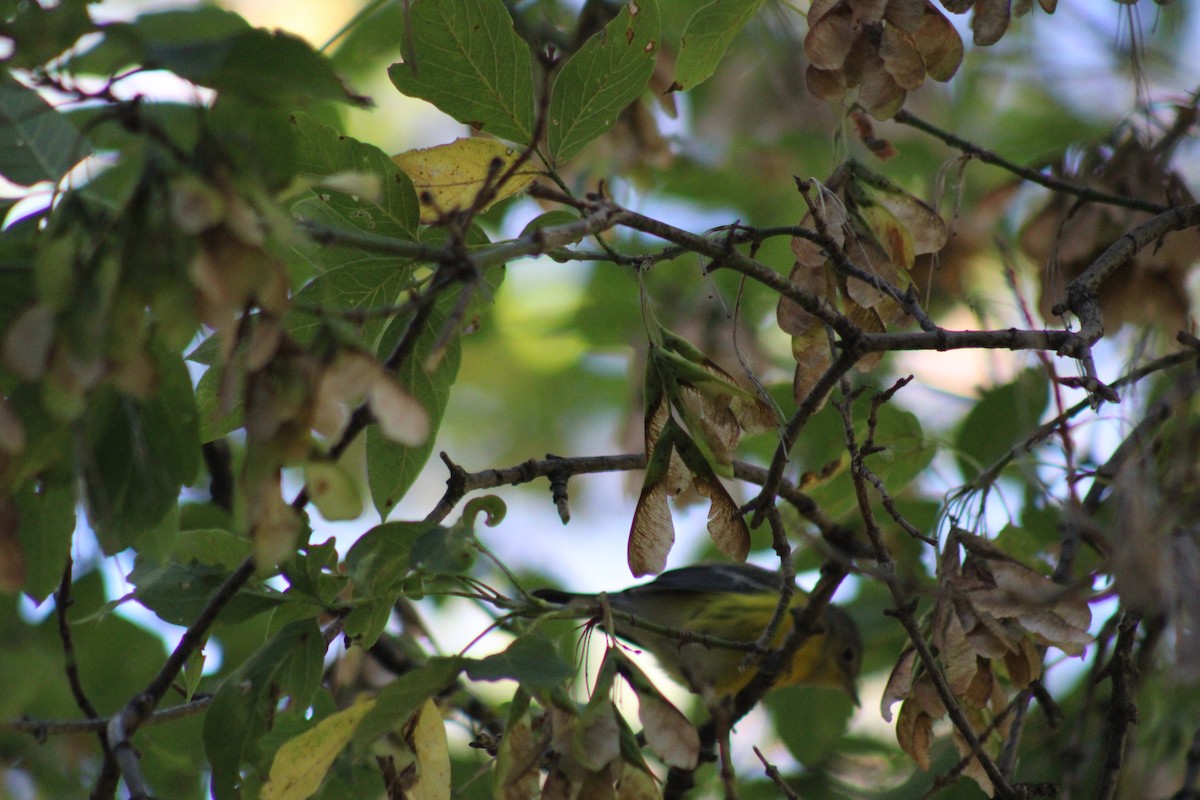 Magnolia Warbler - ML623965360