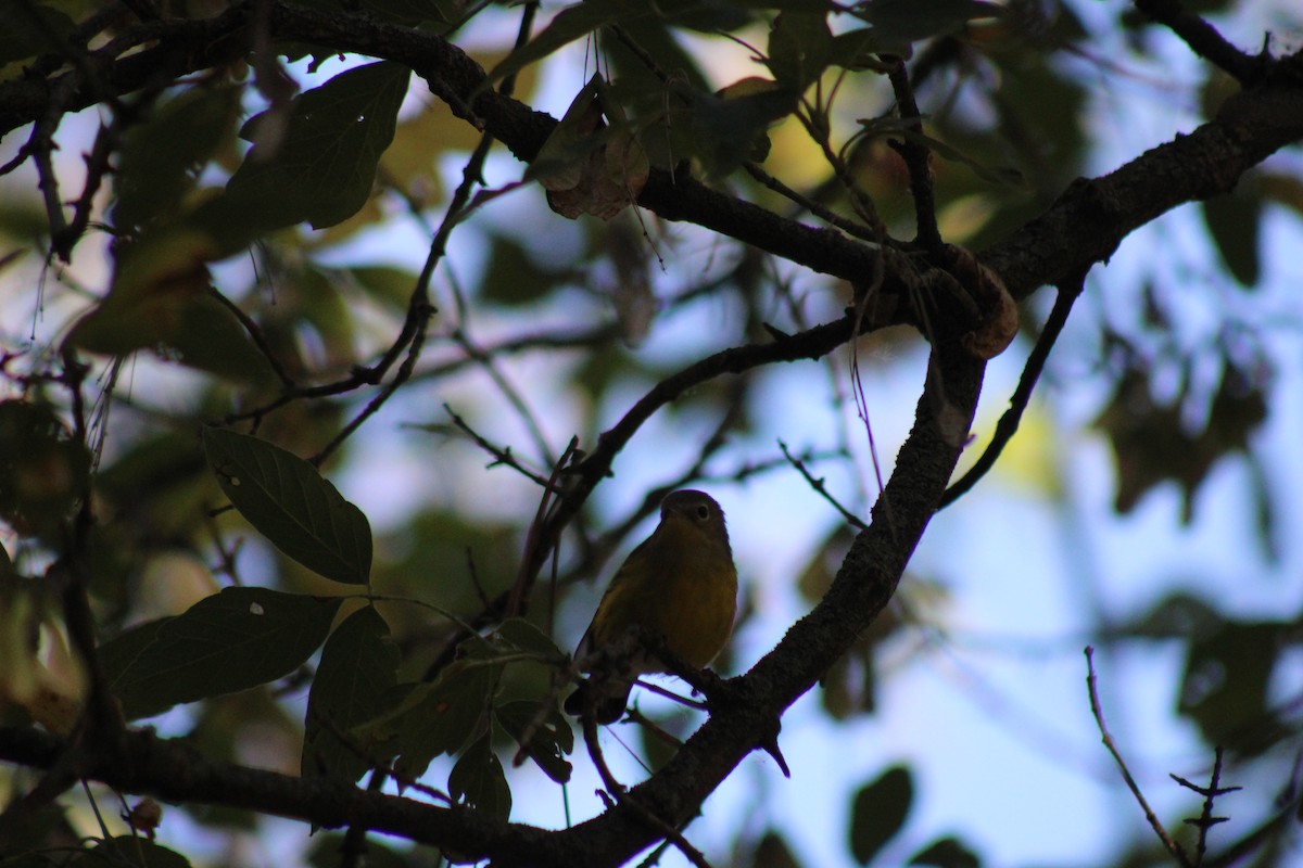 Magnolia Warbler - ML623965361