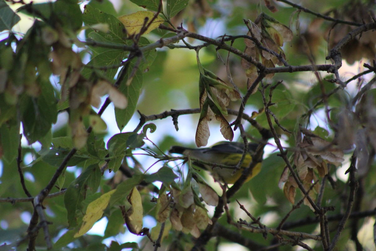 Magnolia Warbler - ML623965362